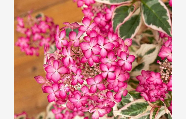 Hortenzia pílovitá Euphoria Pink 25-35 cm, kont. p15