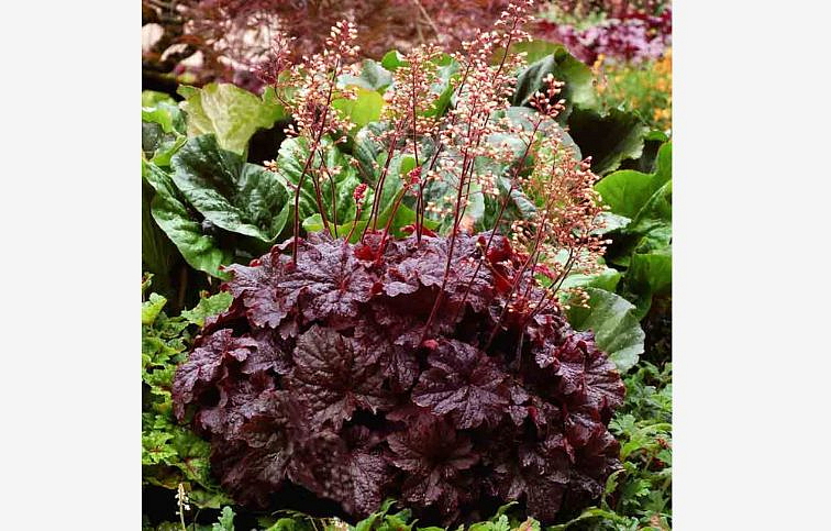 Heuchera Cajun Fire, kont. 0,5 l