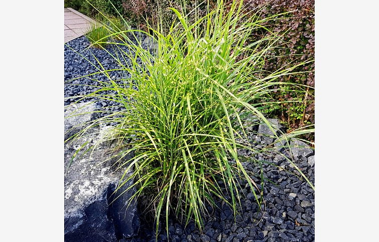 Ozdobnica čínska Strictus Dwarf 50-60cm, kont. p19