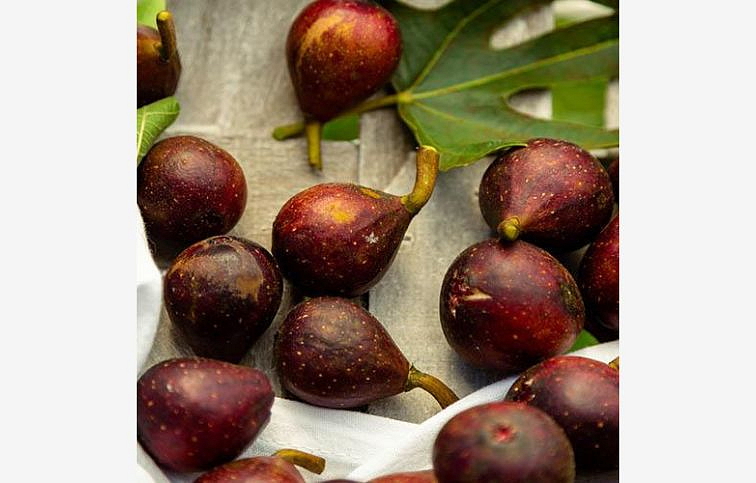 Figovník Little Miss Figgy 30-40 cm, kont. 2 l