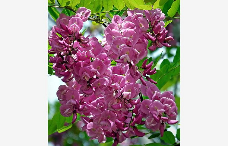 Agát srstnatý Rosea na 110-130 cm kmienku, výška 120-170 cm, kont. C5