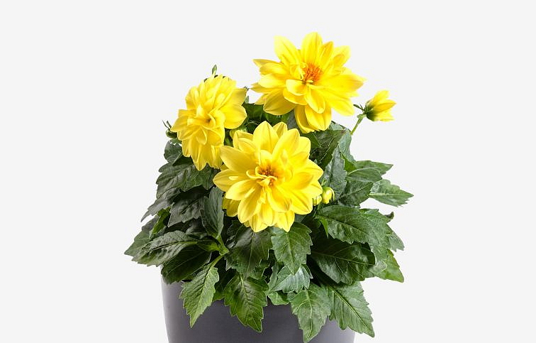 Georgína Imagine Power Yellow - Dahlia, kont. 0,7 l