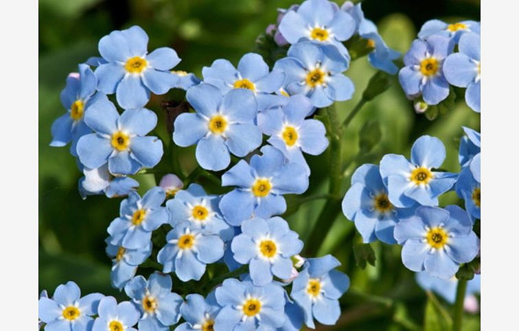 Nezábudka močiarna - Myosotis palustris, kont. p9