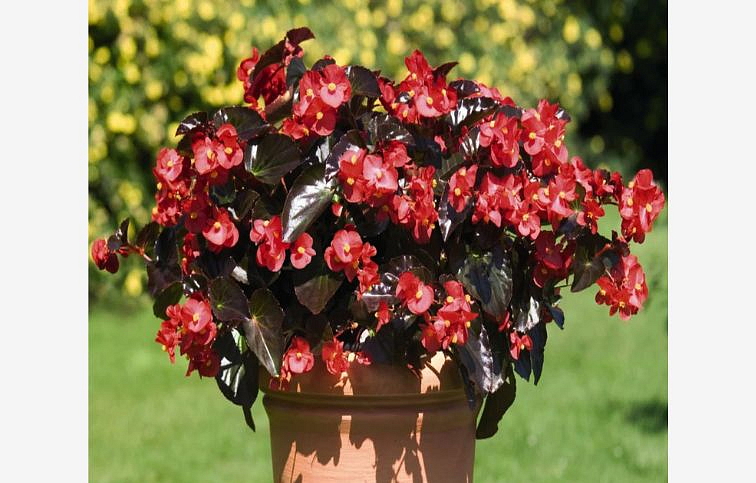 Begónia Big Deluxe Red, Bronze leaf - Begonia benariensis, kont. 0,5 l