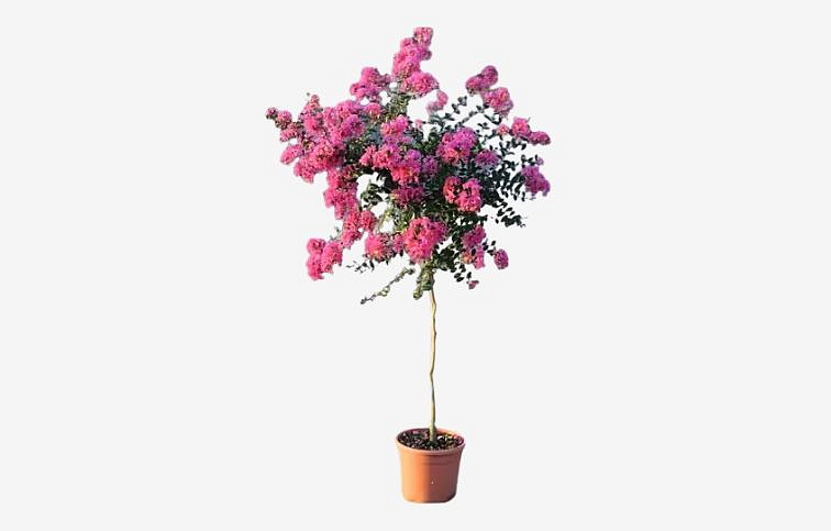 Myrta krepová Raspberry na cca 90cm kmienku, výška 120-140cm, kont. 10 l