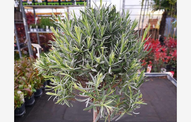 Levanduľa úzkolistá na kmienku 55-70 cm, kont. p18