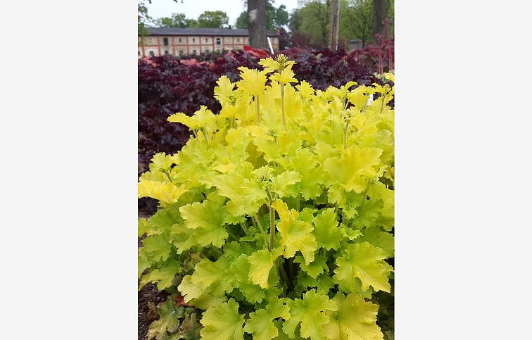 Heuchera Lime Marmalade, kont. 0,5 l