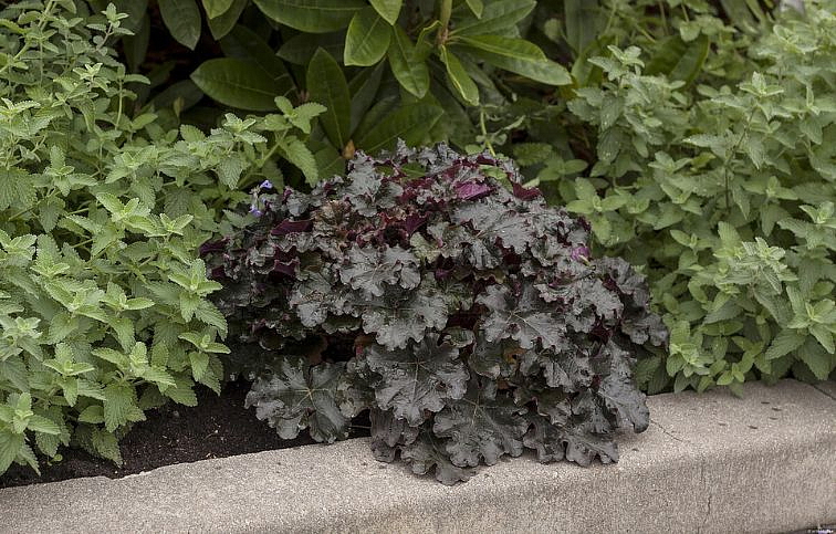 Heuchera World Caffe Espresso, kont. 0,5 l