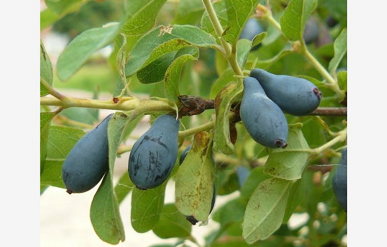 Zemolez kamčatský Atut 20-30cm - Lonicera kamtschatica kont. 1,5 l