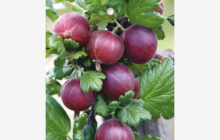 Egreš stromčekový Niesluchowski na cca 60cm kmienku, voľnok.