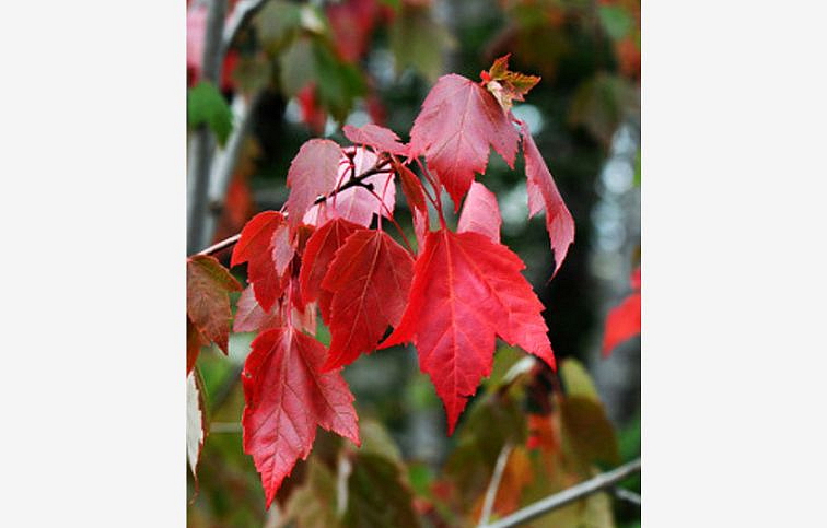Javor červený Fairwieu Flame 250-300 cm, obvod kmeňa 8-10cm, kont. 35 l