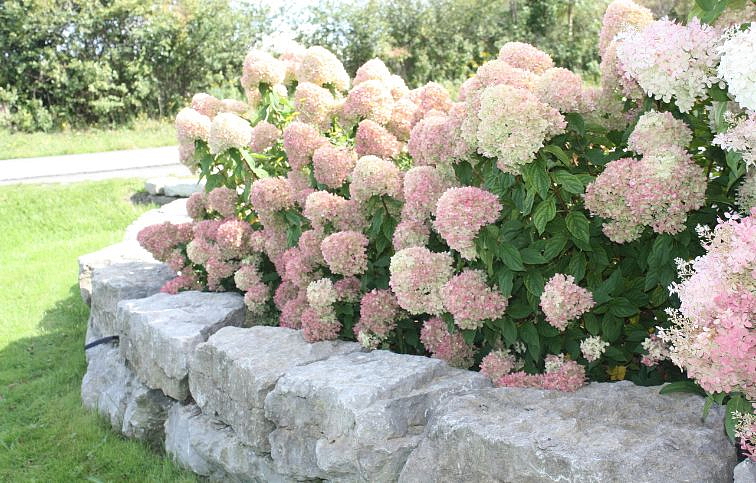 Hortenzia metlinatá Little Lime 20-40cm, kont. C3