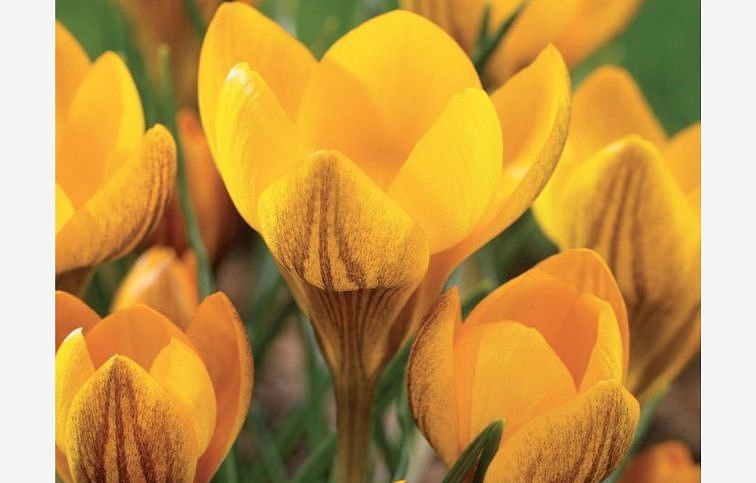 Krokus Dorothy 3 ks v kont. 0,5 l