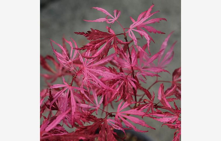 Javor dlaňovitolistý Extravaganza 60-80cm, kont. p19