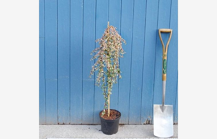 Skalník suecicus JULIETTE na kmienku 90-110 cm, kont. p21