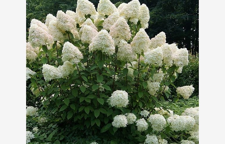 Hortenzia metlinatá Phantom 40-50cm, kont. 3 l