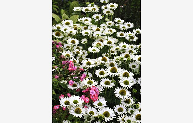 Echinacea purpurová Virgin, kont. 1 l