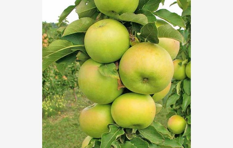 Jabloň stĺpovitá Greencats, podp. M7, kont. 9 l