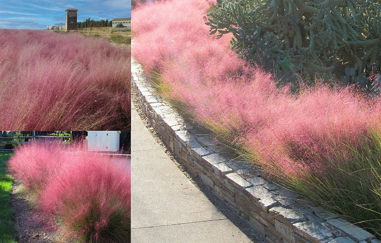 Texaská tráva Ruby - Muhlenbergia capillaris, kont. 0,5 l