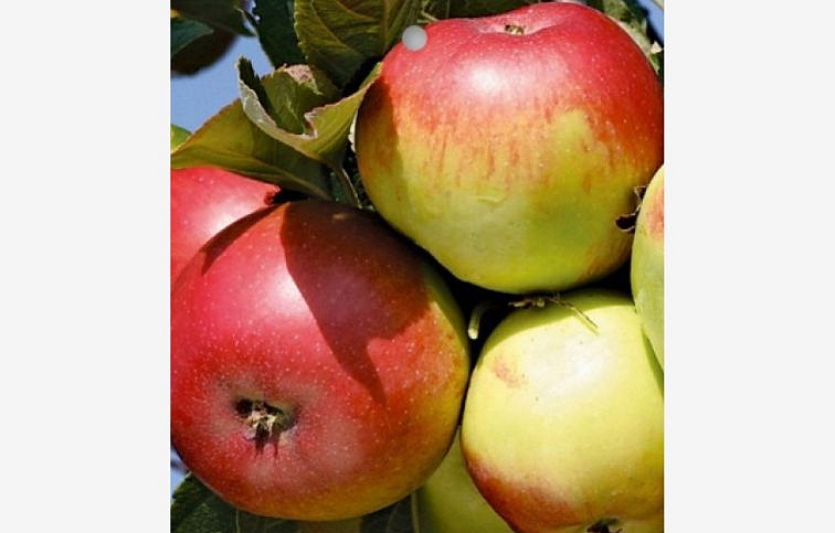 Jabloň Idared podpník M26, voľnok.