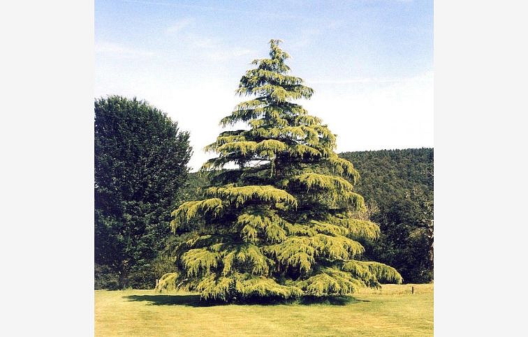 Céder himalájsky Aurea 80-100cm, kont. 5 l