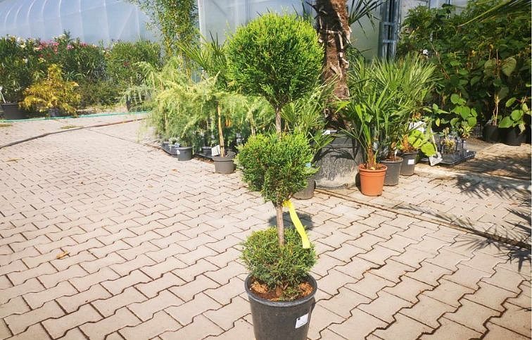 Cyprusovec leylandský 3 gule 90-100 cm, kont. 10l