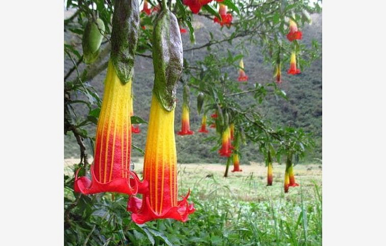 Durman krvavý - Anjelská trúba červenožltá 20-40 cm, kont. p9