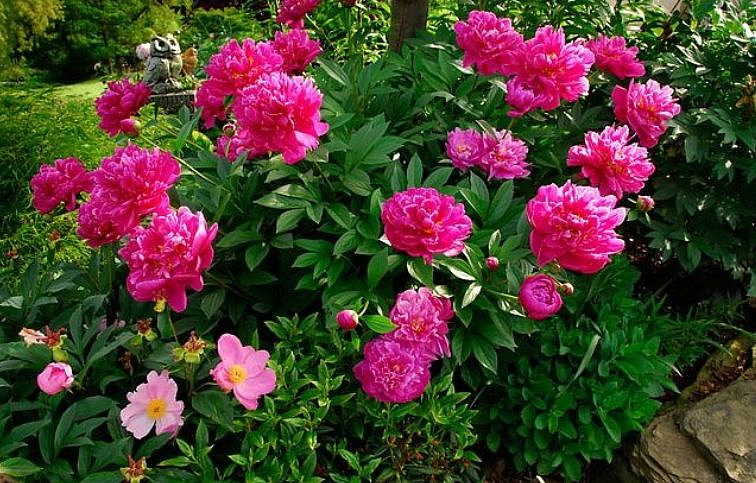 Pivonka bylinná Felix Crousse - Paeonia lactiflora, kont. p11