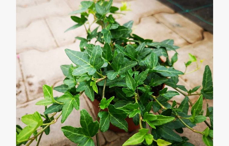 Brečtan Jacobine, kont. p13