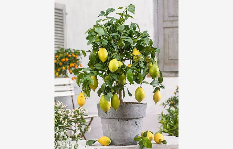Citrus Lemon - Citrónovník pravý na cca 60cm kmienku, výška 140-180cm, kont. 15 l