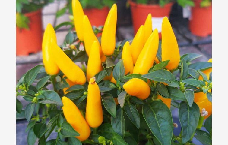 Okrasná paprika Sombrero Yellow 15 cm, kont. p10,5