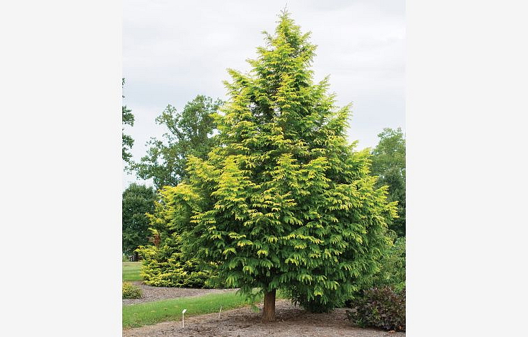 Metasekvoja čínska Amber Glow 150-180cm, kont. 10 l