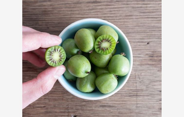 Mini kiwi ISSAI 30-40 cm samoopelivé, kont. 1-2 l