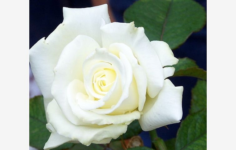 Ruža stromčeková Letizia na cca 90cm kmienku, výška 120-130cm, kont. 10 l