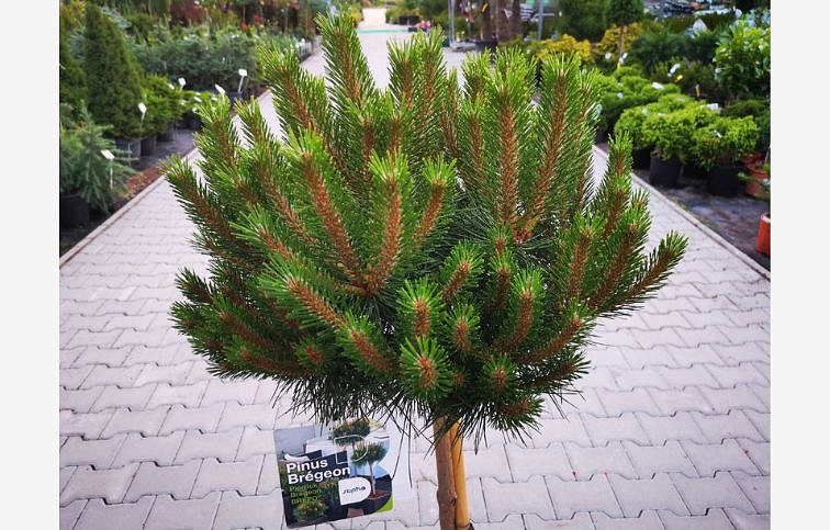 Borovica čierna PIERRICK BREGEON na cca 80cm kmienku, výška 110-120 cm, kont. 18 l