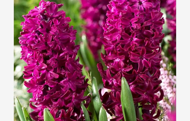 Hyacint Woodstock 1 ks v kont. 0,5 l