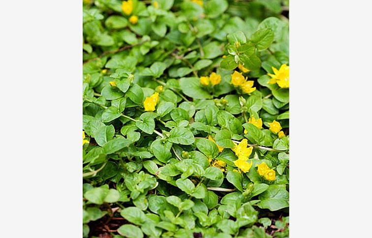 Čerkáč peniažtekový Goldilocks - Lysimachia, kont. 0,5 l