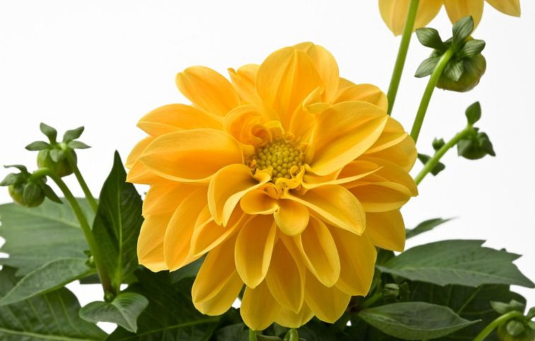 Georgína Dahlietta Select Linda - Dahlia, kont. 0,7 l
