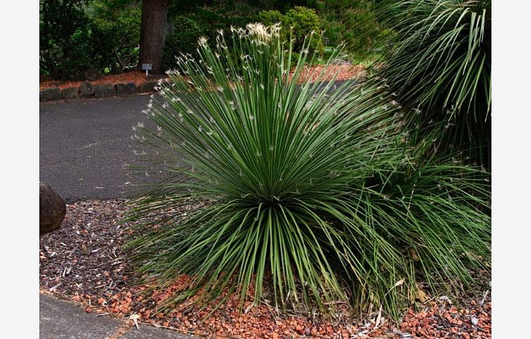 Agave GEMINIFLORA 15-20 cm, kont. 7,5 l