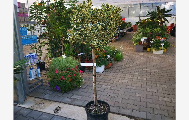 Cezmína ostrolistá Variegatum na 80-90cm kmienku, výška 120-130 cm, kont. 18 l