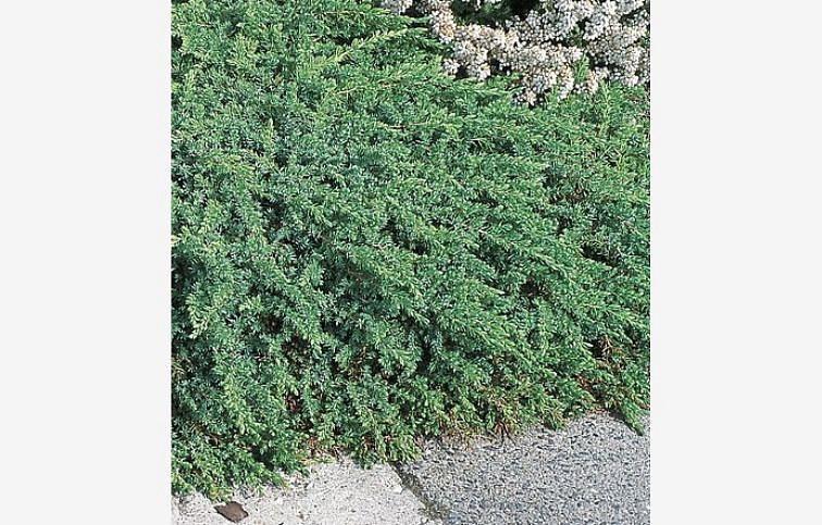 Borievka obyčajná Greenmantle, kont. 2 l