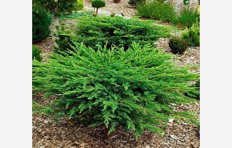 Borievka pobrežná Schlager, kont. 3 l