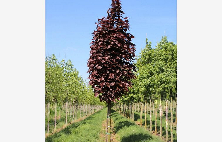 Javor mliečny Crimson Sentry na 160-180 cm kmienku, výška 220-250 cm, kont. C7,5