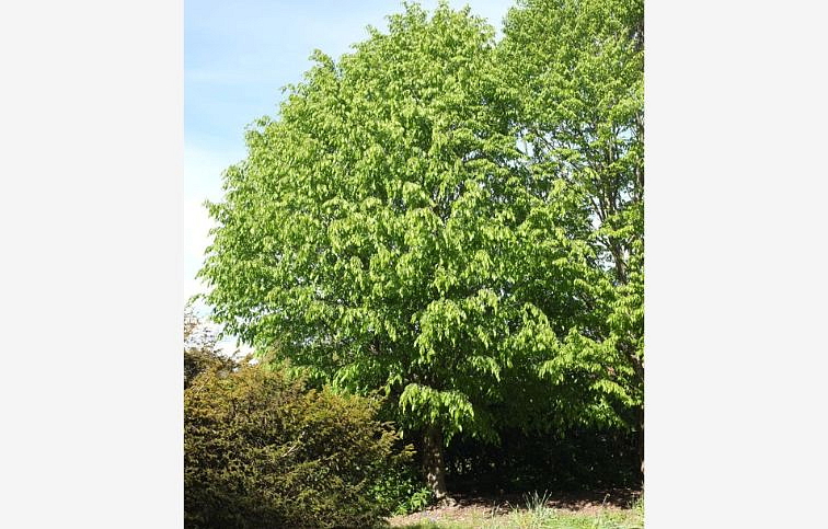 Hrab obyčajný Minor Globe na 210-220cm kmeni, výška 280-300cm, obv. km. 8-10cm, kont. 25 l