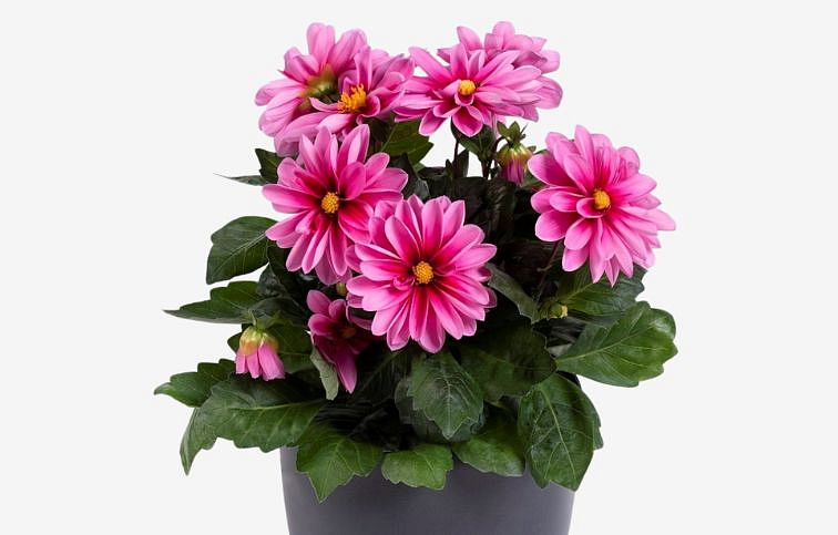 Georgína Imagine Midi Special Rose Eye - Dahlia, kont. 0,7 l