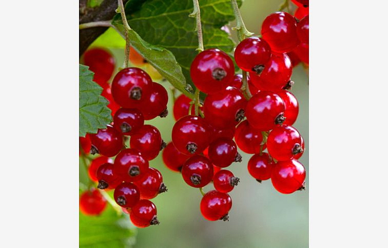 Ríbezľa stromčeková DETVAN, voľnok.