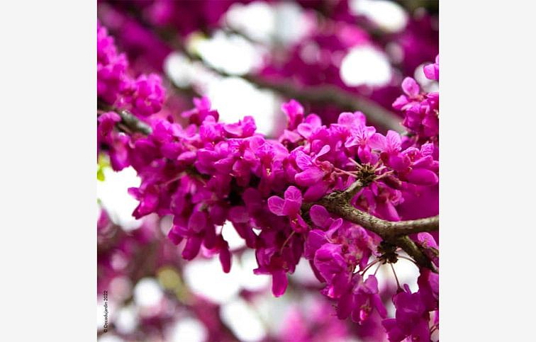 Judášovec strukový 40-60cm, kont. 7 l