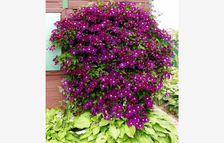 Plamienok veľkokvetý WARSZAWSKA NIKE 50-60cm - Clematis, kont. p15