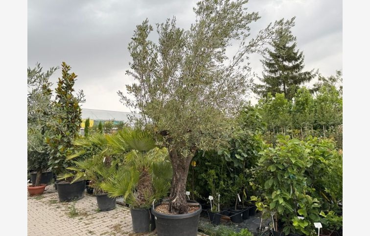 Olivovník európsky bonsaj, obvod kmeňa 70-80cm, výška cca 300cm