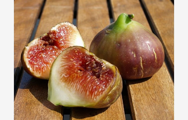 Figovník Madeleine Des Deux Saisons 40-70cm, kont. 9 l